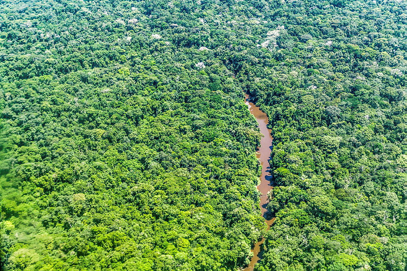Foto aérea de um manguezal durante o dia.