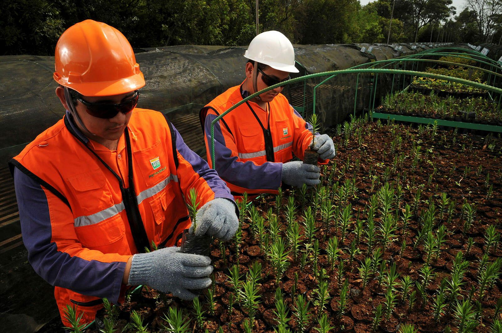 Dois profissionais da Petrobras replantando mudas para preservação do meio-ambiente