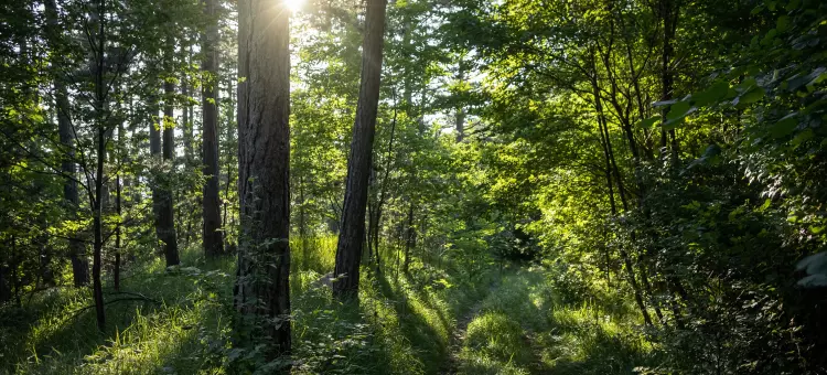 Floresta fechada com árvores