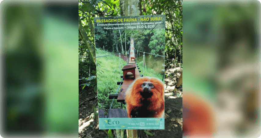 Foto de um cartaz em uma árvore, sinalizando uma travessia de passagem de micos-leões-dourados na Mata Atlântica.