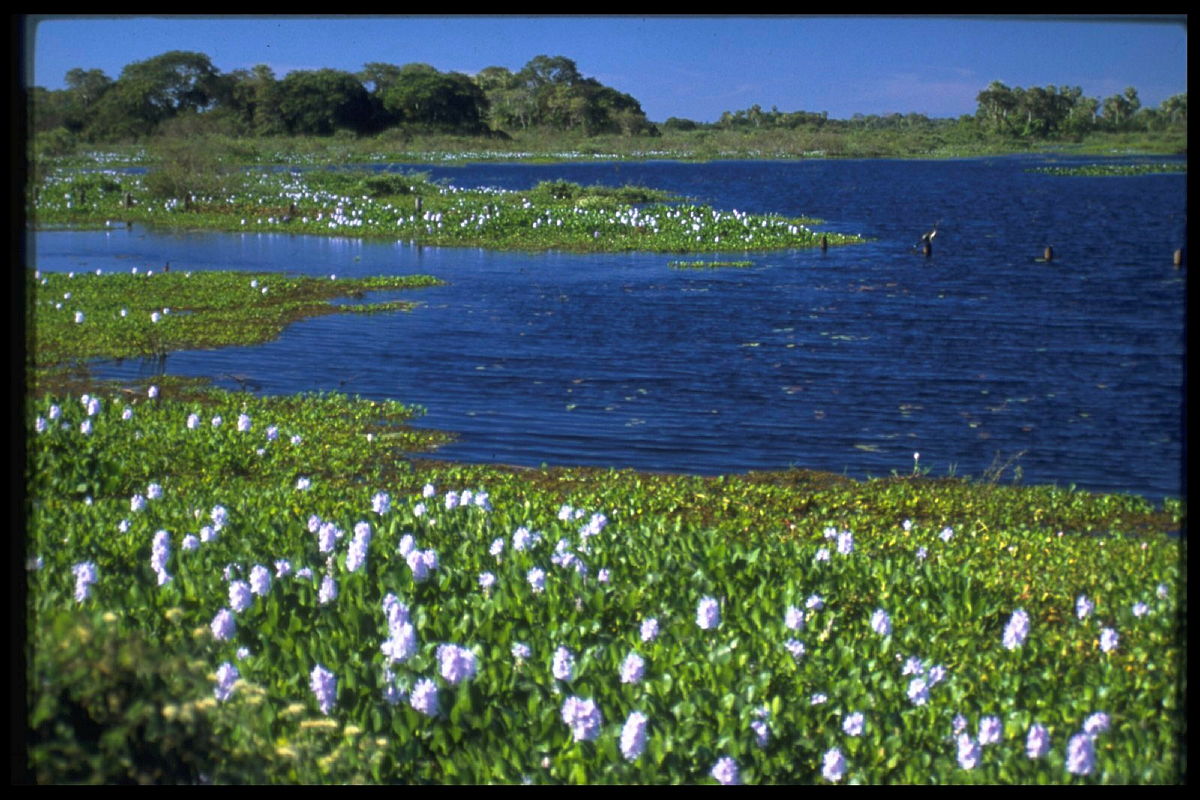 Lago no Pantanal cercado por vegetação aquática com flores roxas de aguapé em primeiro plano. Ao fundo, árvores e céu azul.