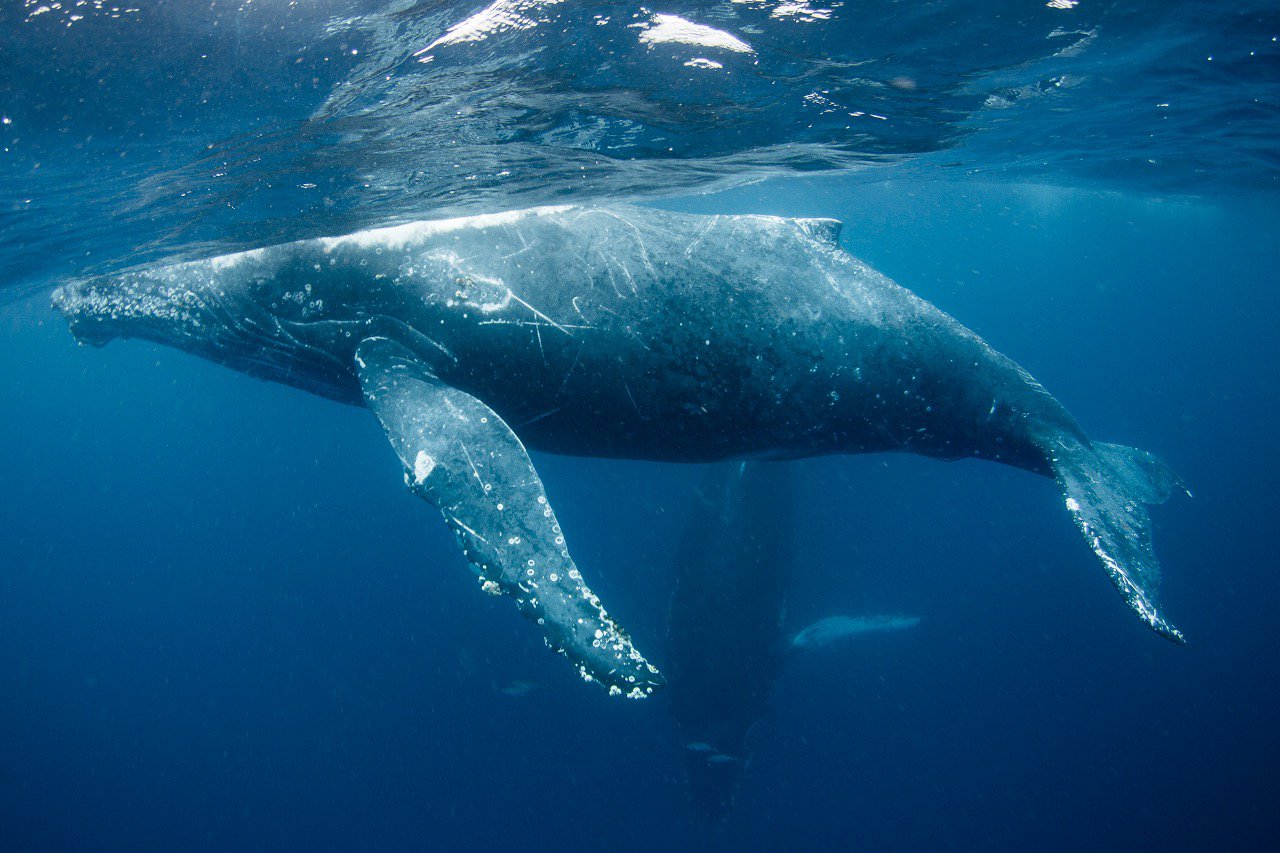 Foto de uma baleia-franca no mar