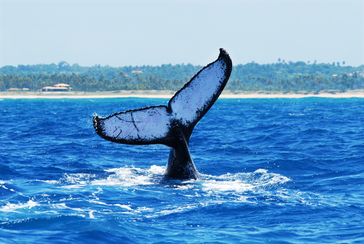 Foto de uma baleia-jubarte no mar