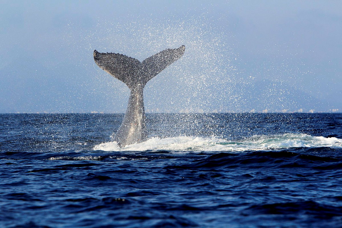Baleia-jubarte mergulha no oceano exibindo sua cauda característica salpicada de gotas de água.