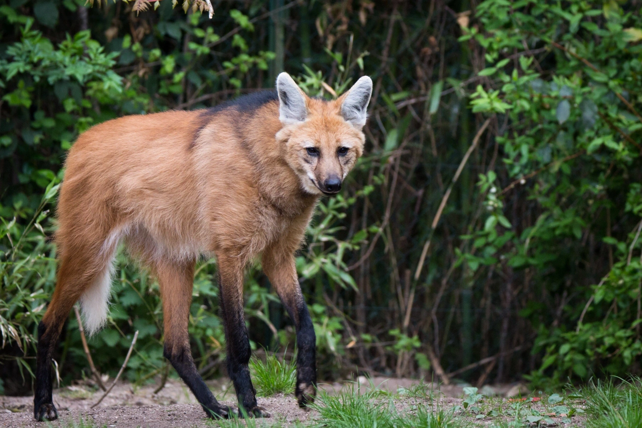 Lobo-guará em frente a árvores.