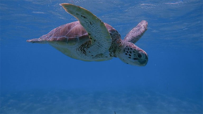 Fotografia subaquática de uma tartaruga nadando.