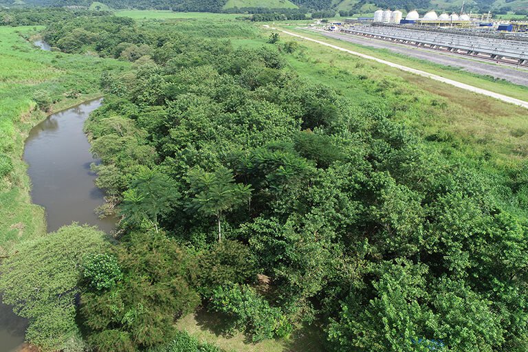 Foto aérea de uma das florestas recuperadas pela Petrobras.