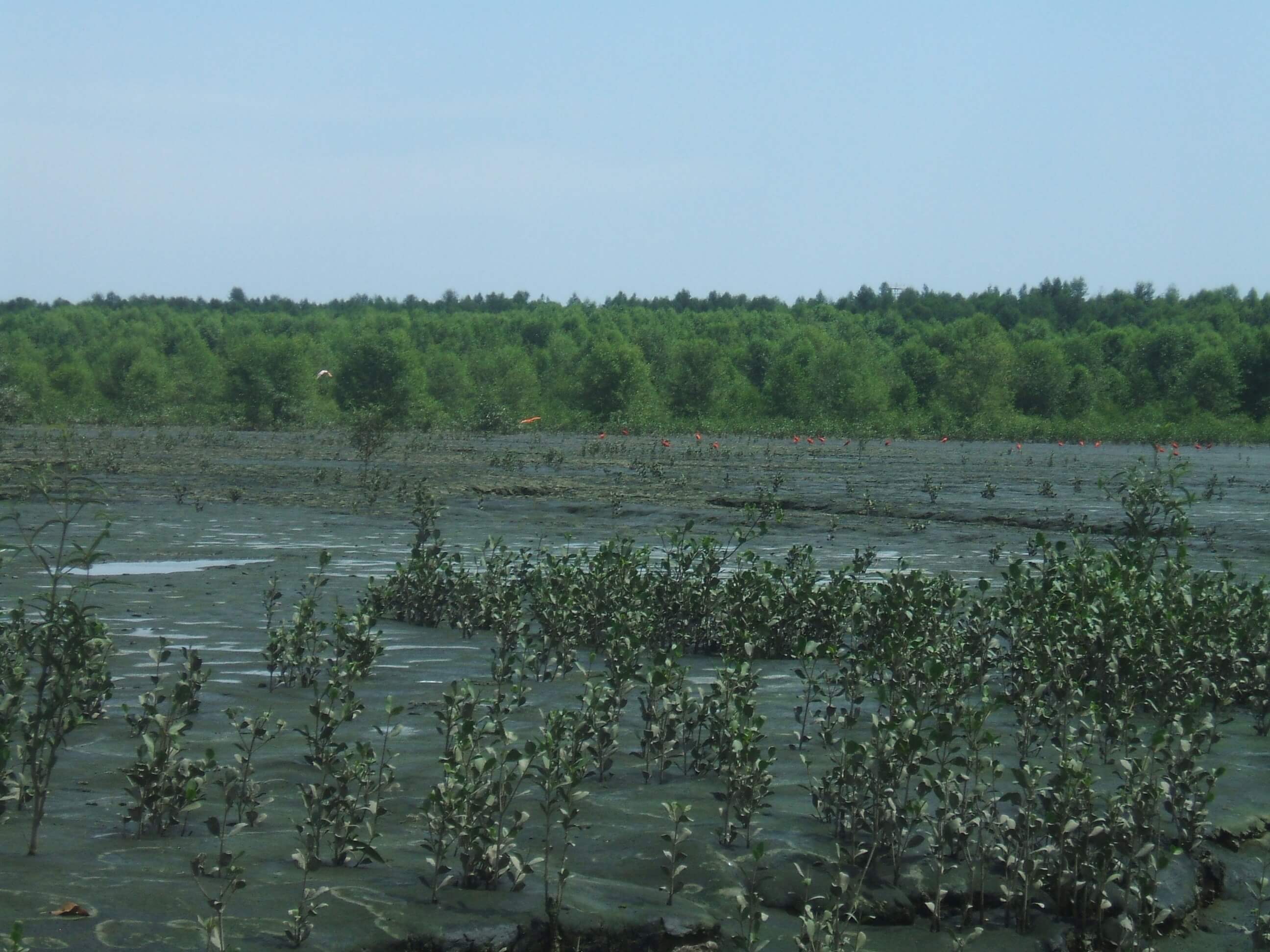 Mangues em formação, ramos emergindo da água em primeiro plano, com árvores de mangues ao fundo.