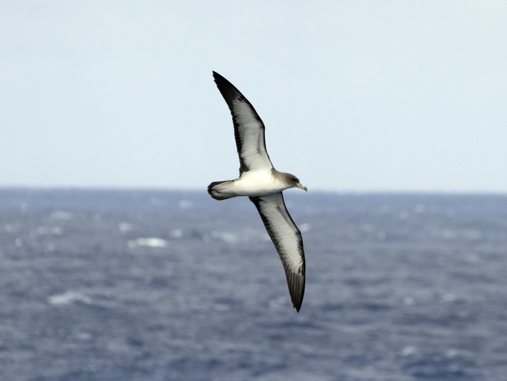 Ave cagarra-do-atlântico sobrevoando o oceano.