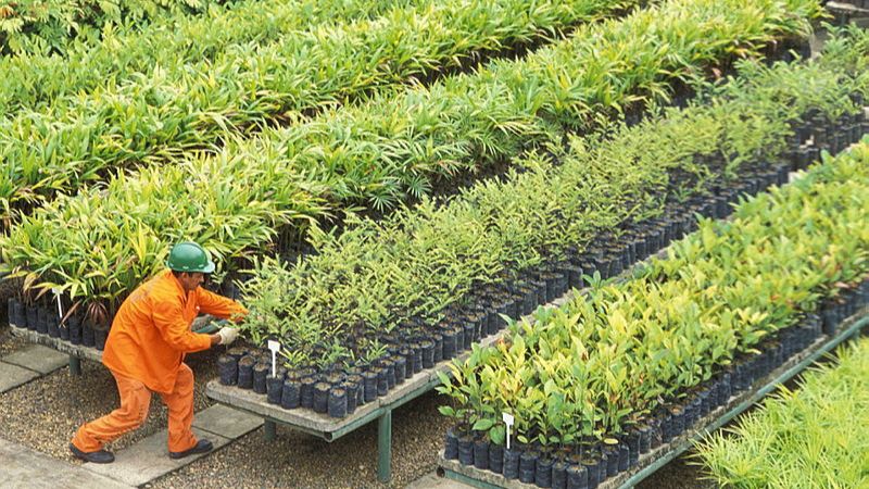 Homem de uniforme laranja cuidando de viveiros de plantas.