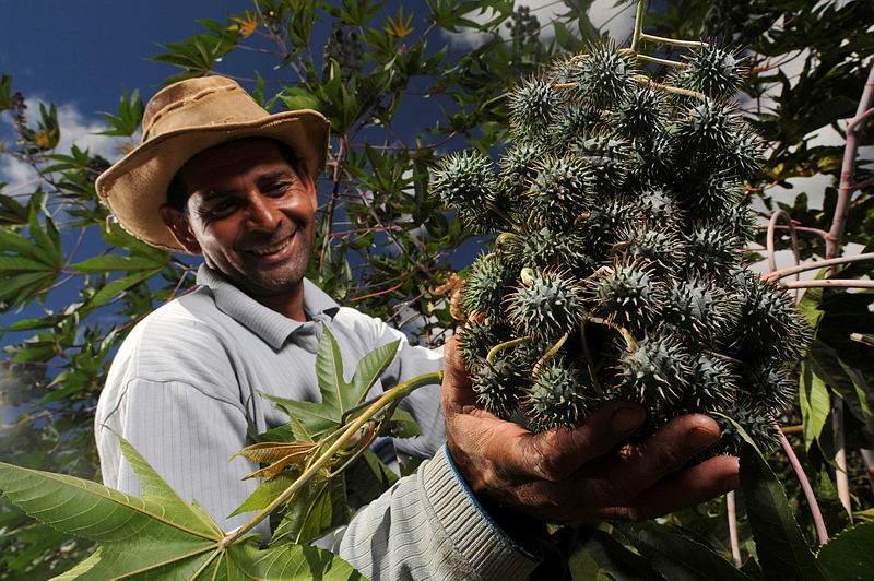 Homem negro sorrindo e colhendo mamona para produção de biocombustível.