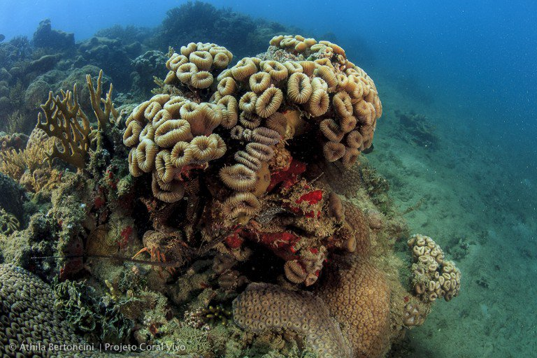 Foto de um recife de coral no mar.