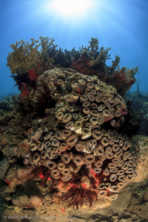 Foto de um recife de coral colorido e diverso no mar 