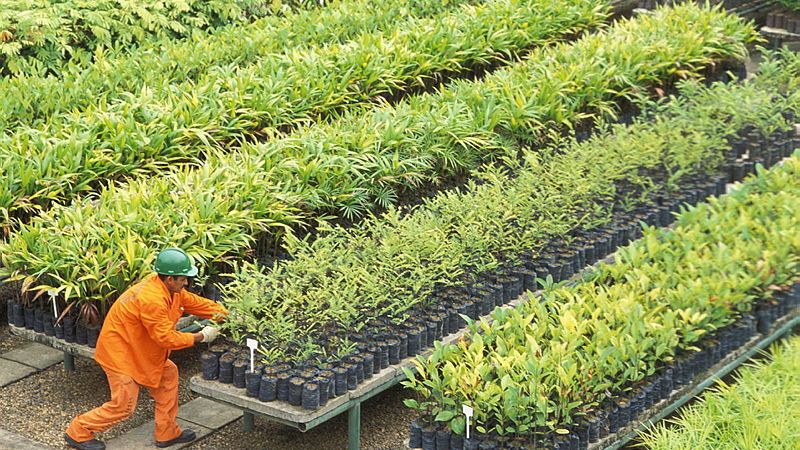 Funcionário da Petrobras, usando uniforme laranja e capacete, cuida de milhares de mudas nativas em um grande viveiro em Urucu, na Amazônia.