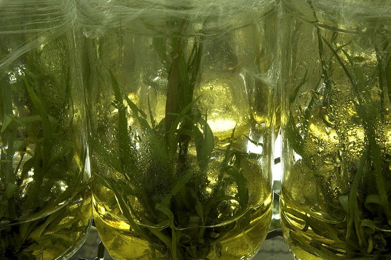 Plantas em tubo de laboratório sendo conservadas para desenvolvimento de biocombustíveis
