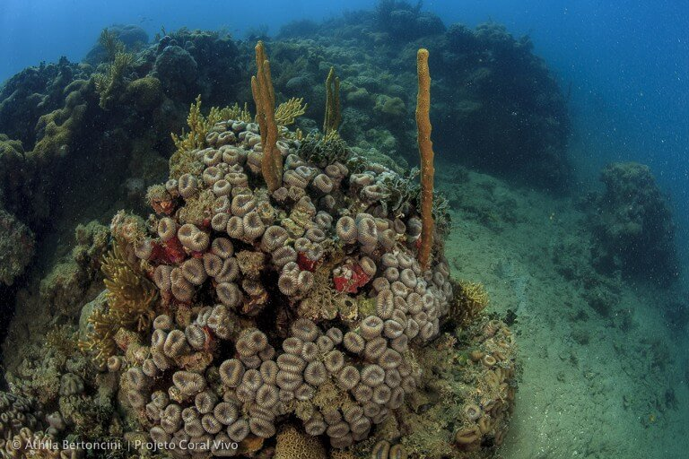 Fotografia subaquática de um recife de coral.