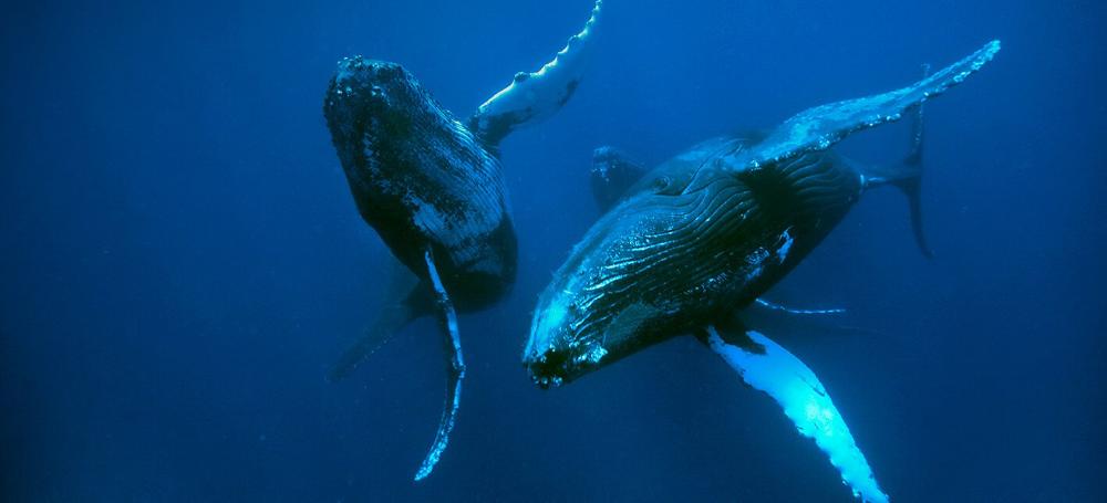 Foto subaquática de duas baleias.