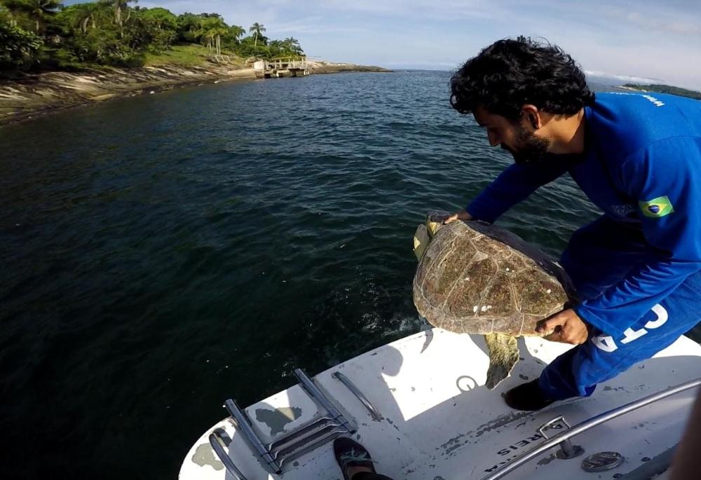 Pesquisador em barco realiza a soltura de uma tartaruga marinha de volta ao mar em uma área costeira monitorada.